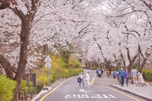 Tour du lịch Hàn Quốc 4 ngày 4 đêm giá tốt nhất tại Vinagroup Travel